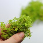 水上葉　パールグラスの植え方
